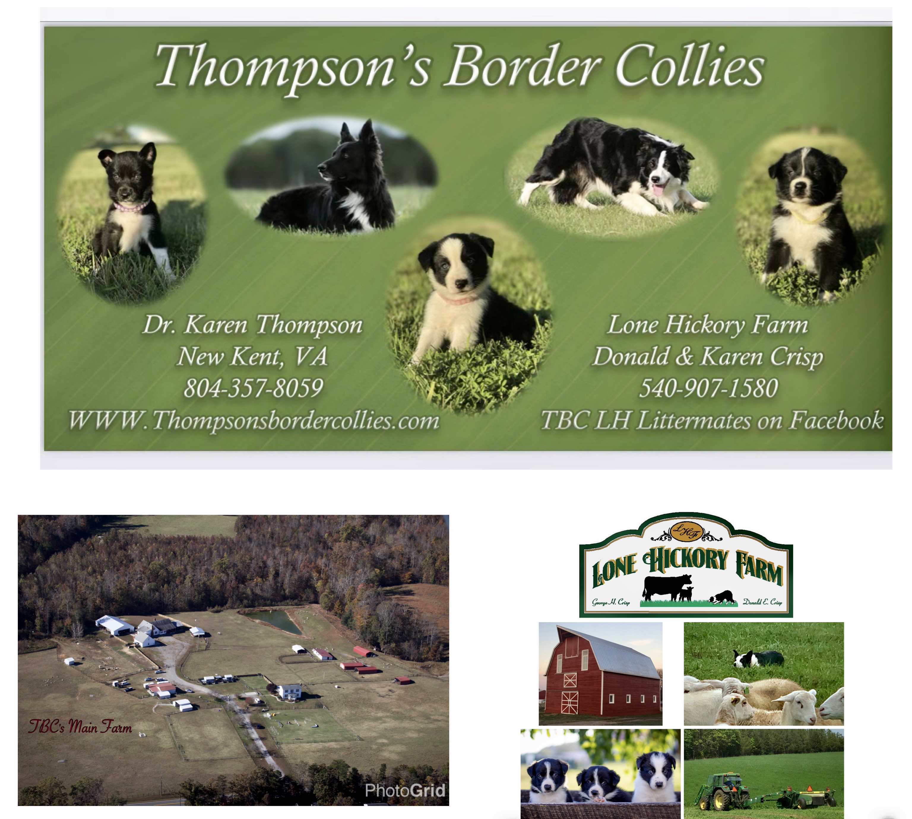 Thompsons Border Collies